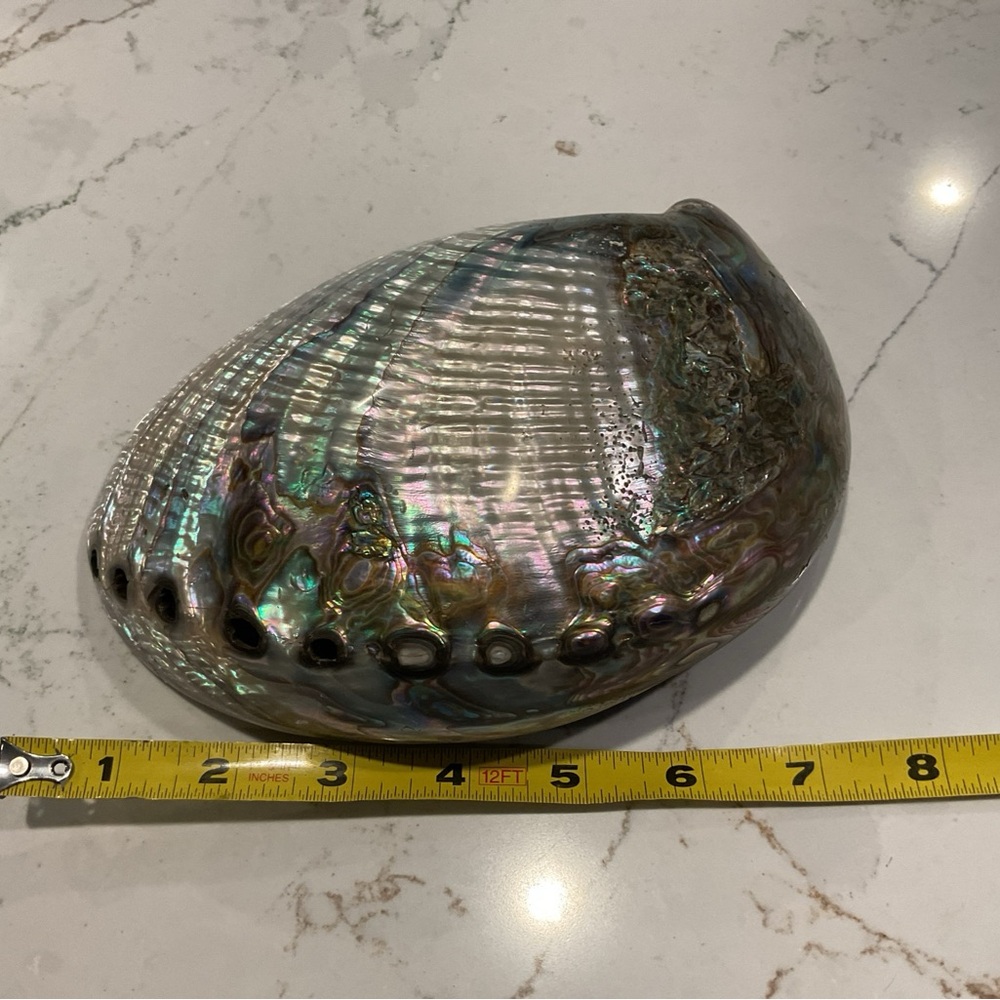Iridescent Large Abalone Shell - Picture 8 of 8